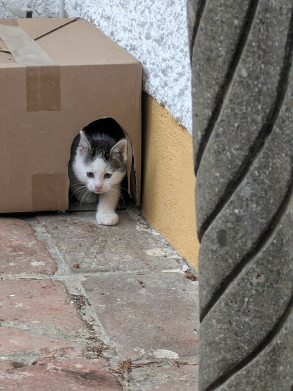 ein kleines weißgraues Katzenkind kommt aus dem Loch, das in einen Karton als Durchlaß geschnitten ist 