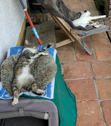 eine weißgetigerte Katze liegt lang gestreckt auf dem Rücken auf einem Kissen und eine fast weiße Katze liegt auf einem Fell auf einem Stuhl und streckt eine Vorderpfote aus