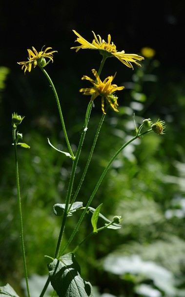 lange Stengel mit gelben Blüten oder Knospen von der Seite gegen dunklen Hintergrund fotografiert 