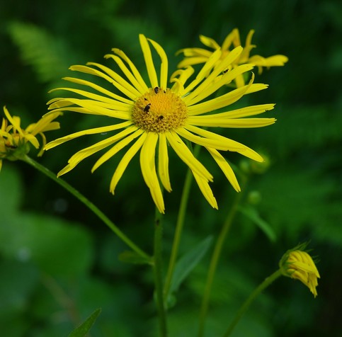 eine große geöffnete gelbe Blüte mit strahlenförmigen Blütenblättern und ein paar kleine Knospen von schräg oben 