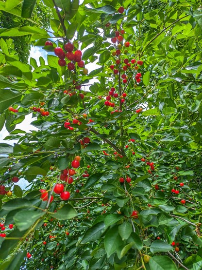 ein Kirschbaum von unten fotografiert und es hängen ganz viele (hell)rote Kirschen drin
