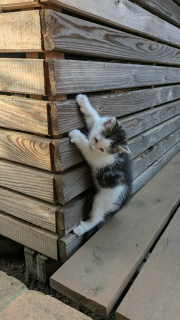 ein weißschwarzgraues Katzenkind versucht ein hölzernes Hochbeet hoch zu klettern 