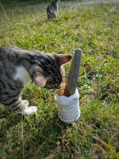 in einer Wiese steht ein Plastikbehälter mit Wasser und Wetzstein drin. Die weißgetigerte Katze säuft draus und die graugetigerte Katze sitzt im Hintergrund 