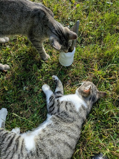 in der Wiese liegt eine weißgetigerte Katze und eine graugetigerte Katze säuft aus einem Plastikbehälter, in dem ein Wetzstein für eine Sense steht
