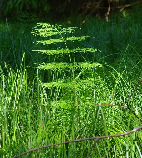 ein hellgrüner leicht gebogener Schachtelhalm steht im grünen Gras und ist von der Sonne angestrahlt. Der Hintergrund ist dunkel 
