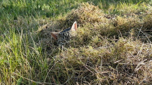 in einem flachen Haufen alten Gras und Moos sind zwei Ohren einer Katze zu sehen 