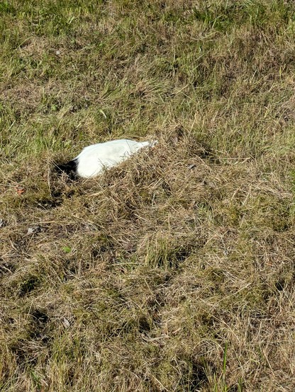 in einem flachen Haufen alten Gras und Moos ist der weiße Rumpf einer Katze zu sehen 