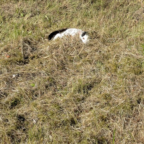 in einem flachen Haufen alten Gras und Moos ist eine flache weiße Katze zu sehen 