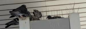 Taubeneltern, die ihre Jungvögel im Nest besuchen, das zwischen Dornen zur Taubenabwehr liegt.