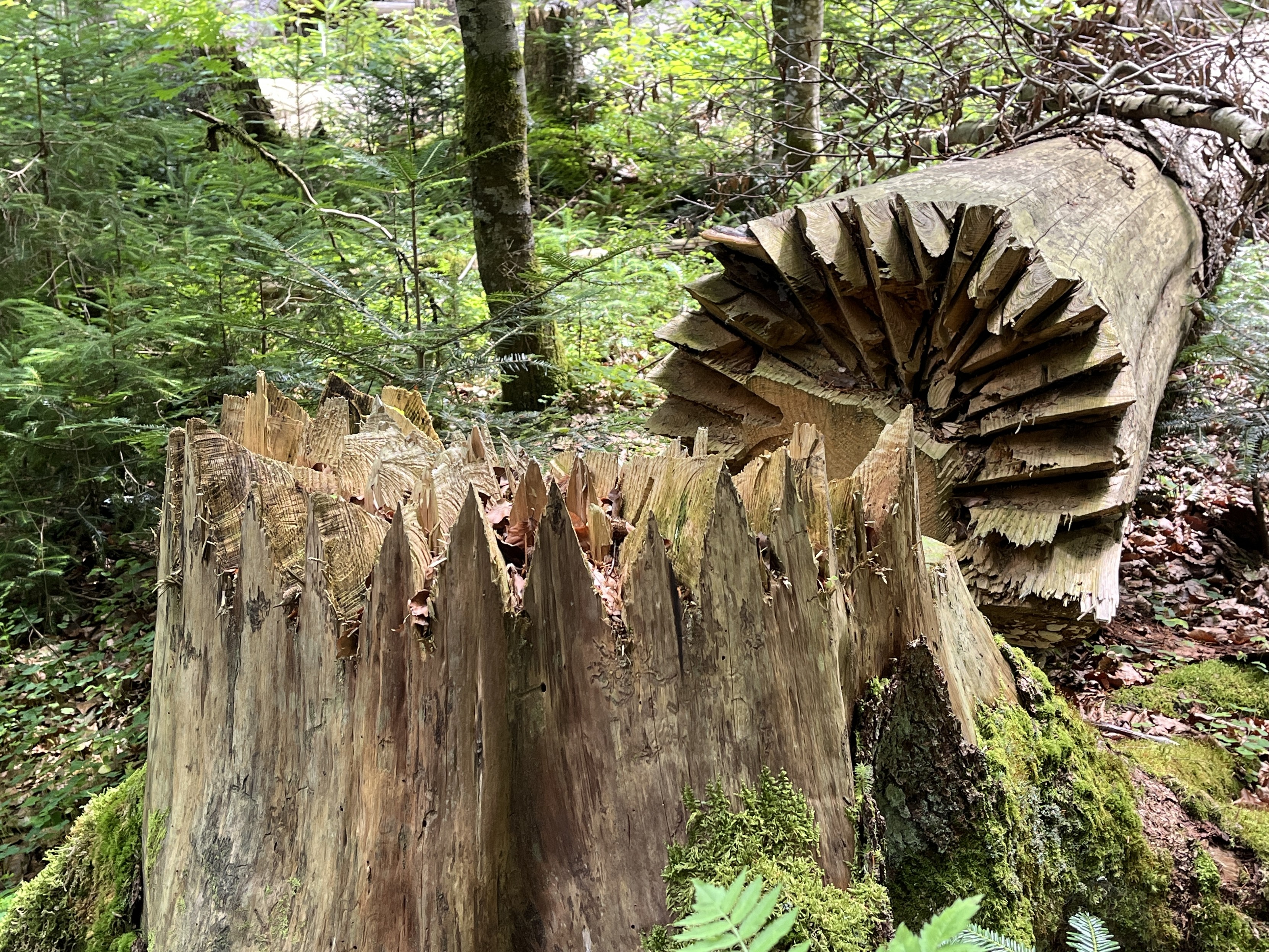 ein im Zickzack gefällter Baum, im Hintergrund Wald ein im Zickzack gefällter Baum, im Hintergrund Wald