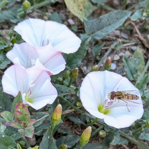 4 weißrosa Blüten einer Ackerwinde am Boden. Auf der Blüte ganz rechts sitzt eine Schwebfliege 