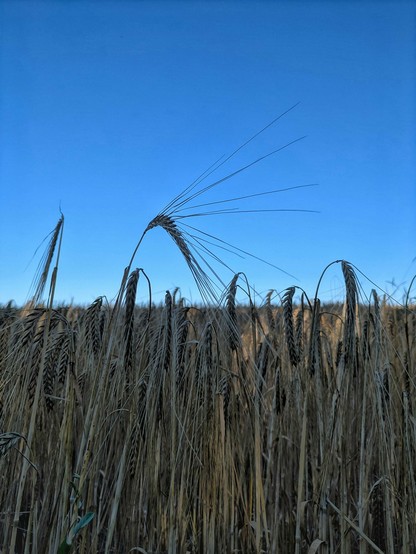 ein Getreidefeld aus niedriger Position fotografiert, so dass die langen Fortsätze der Ähren sich gegen den Himmel abheben 