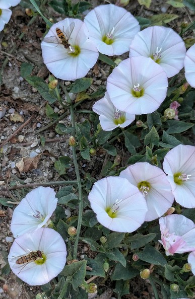 mehrere weiße Blüten einer Ackerwinde am Boden. Auf zwei Blüten sitzt je eine Schwebfliege 