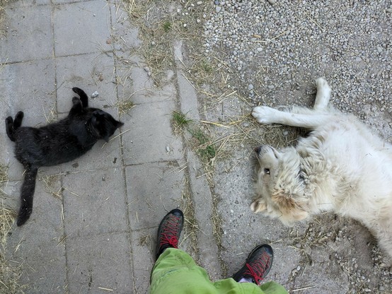 am Boden liegen rechts im Bild ein großer weißer Hofhund, links ein großer schwarzer Kater und vorne eine grüne Hose mit schwarzen Schuhen