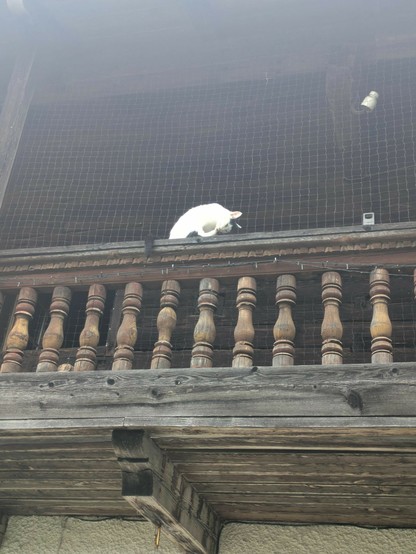 auf einem hölzernen Balkongeländer sitzt eine junge fast weiße Katze und putzt sich 
