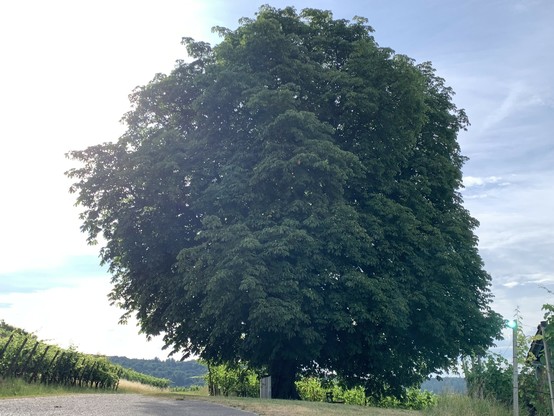Ein gewaltiger Ahorn 🍁, darunter ein rotrs Sitzbänkli und ein Abfallkübel.