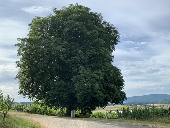 Diesmal ohne Sonnenblende, im Hintergrund der Irchel