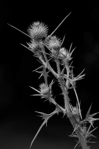 Schwarz-weiß Foto von mehreren Blütenknospen und ein paar stacheligen Blättern einer Kratzdistel mit schwarzem Hintergrund 