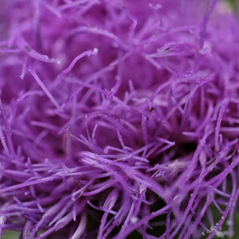 Nahaufnahme der lila Blüte einer Kratzdistel