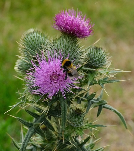 eine Hummel sitzt auf einer von mehreren offenen Blüten einer Distel
