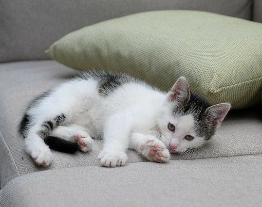 ein weißgeauschwarzes Katzenkleinkind liegt auf einer Couch. Ein hellgrünes Kissen hinter ihm