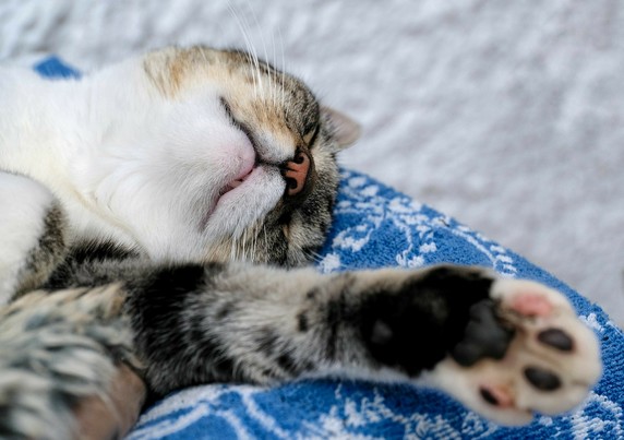 Nahaufnahme eines Katzenkopfes, der auf der Seite liegt. Nase, Mund, Schnurrhaare. Im Vordergrund die ausgestreckte Pfote