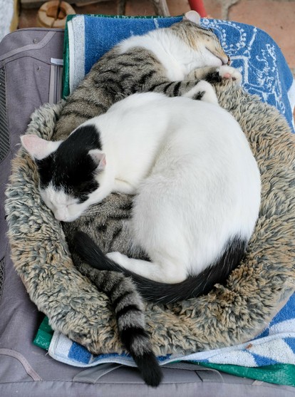 auf einem Kissen liegen zwei Katzen übereinander mit geschlossenen Augen.nDie fast ganz Weiße liegt auf einer weißgetigerten