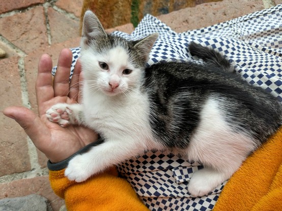 ein Katzenkind liegt auf einem untergeschlagenen Bein und hat eine Pfote in der geöffneten Hand und schaut nach oben 