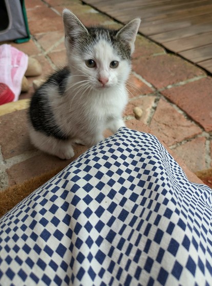 ein Katzenkind sitzt vor einem untergeschlagen Knie und schaut nach oben 