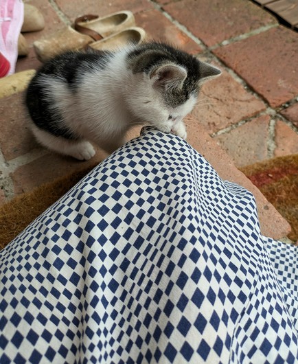 ein Katzenkind sitzt vor einem untergeschlagen Knie und schnuppert