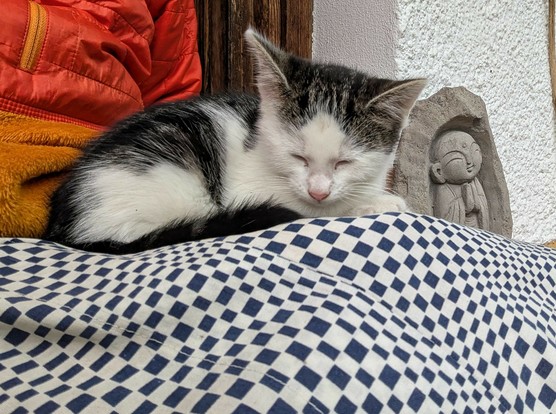 ein Katzenkind liegt mit geschlossenen Augen auf einem untergeschlagenen Bein