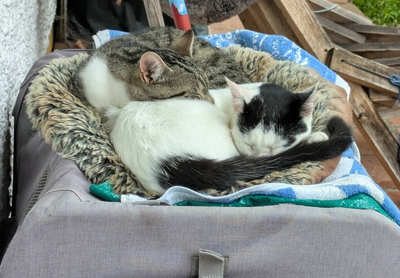 zwei Katzen liegen aneinander gekuschelt auf einem Kissen und haben die Nasen im Fell und schlafen 