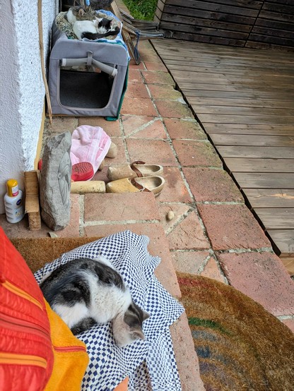 vorne das schlafende Katzenkind, hinten die schlafenden Katzenschwestern 