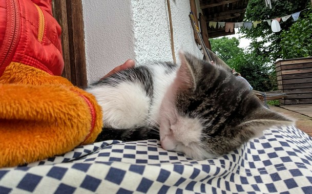 ein Katzenkind liegt auf untergeschlagenem Bein und hat den Kopf abgelegt und schläft 