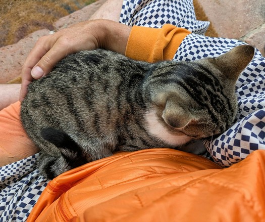 eine weißgetigerte Katze sitzt entspannt auf untergeschlagenen Beinen und eine Hand hält sie 