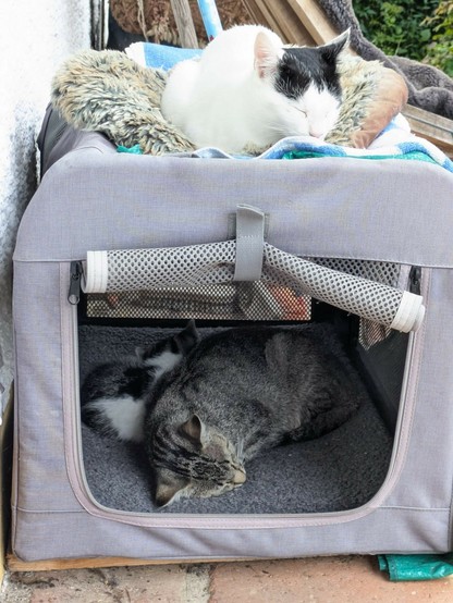 in einer Transportkiste liegen eine grau getigerte Katzenmama und ihr Katzenkind und schlafen.nOben auf der Kiste liegt eine fast weiße Katze und döst