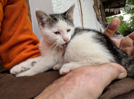 ein weißgrauschwarzes Katzenkind sitzt auf untergeschlagenen Beinen und putzt sich 