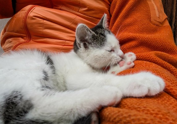 ein weißgrauschwarzes Katzenkind liegt auf untergeschlagenen Beinen und putzt sich 