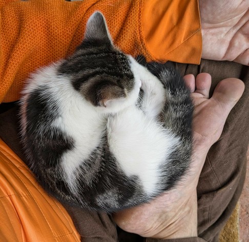 ein weißgrauschwarzes Katzenkind hat sich auf untergeschlagenen Beinen zusammen gerollt 