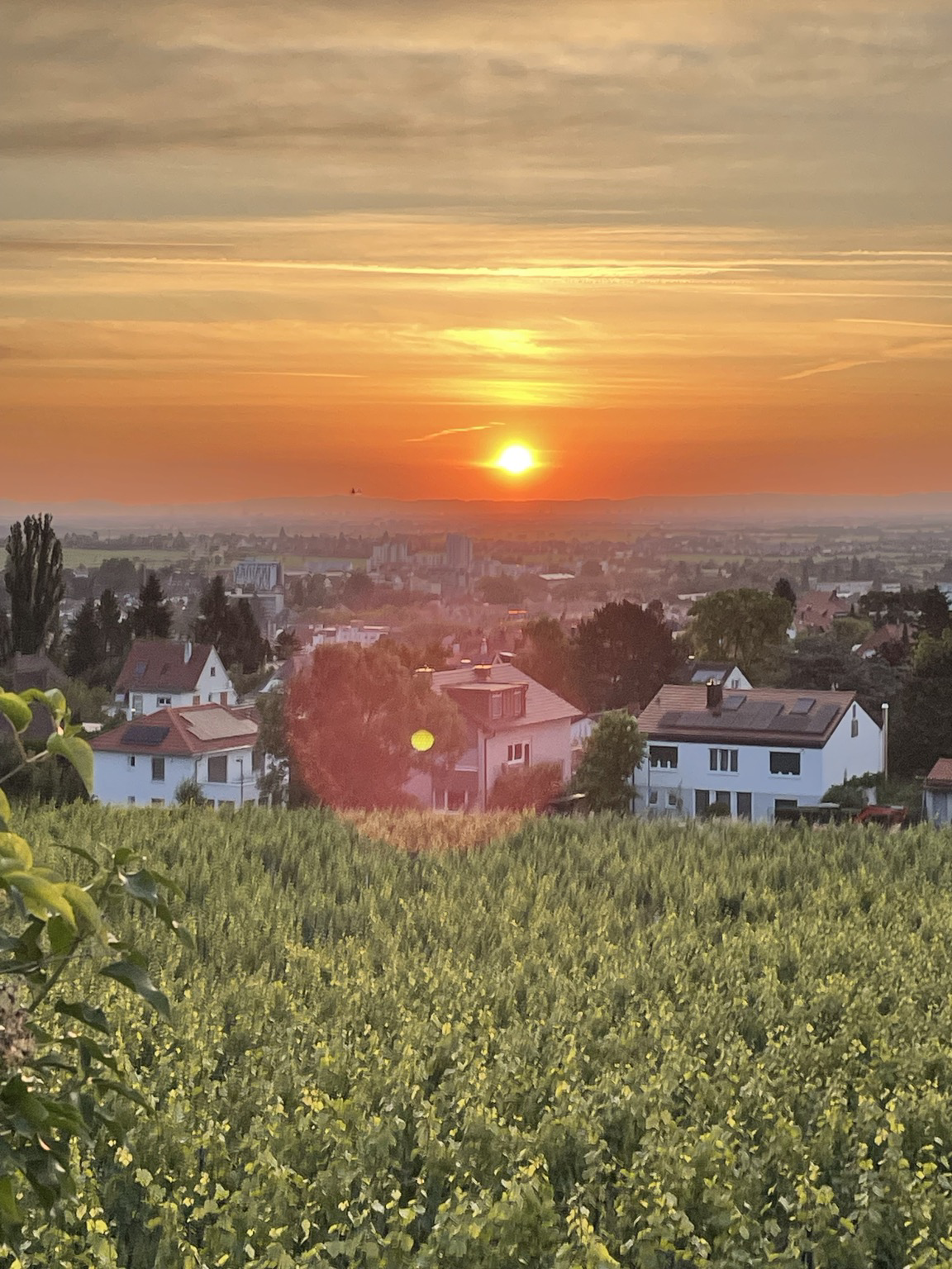 Gelber Punkt in orangerotem Himmel , Mitte des Bildes Wohnhäuser, unten das Grün der Weinberge 