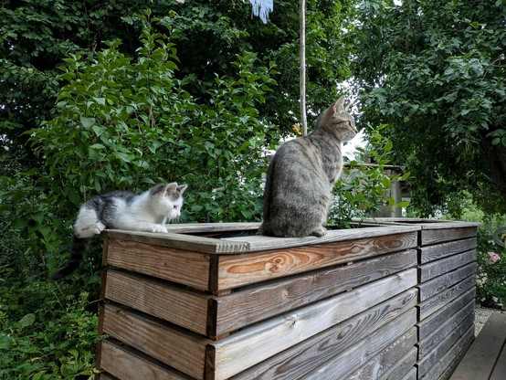 ein Katzenkind und seine Mama sitzen auf der Einfassung von einem Hochbeet 