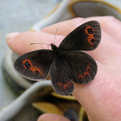 Nahaufnahme eines braunen Schmetterlings mit orangen Stellen auf einer rechten Hand