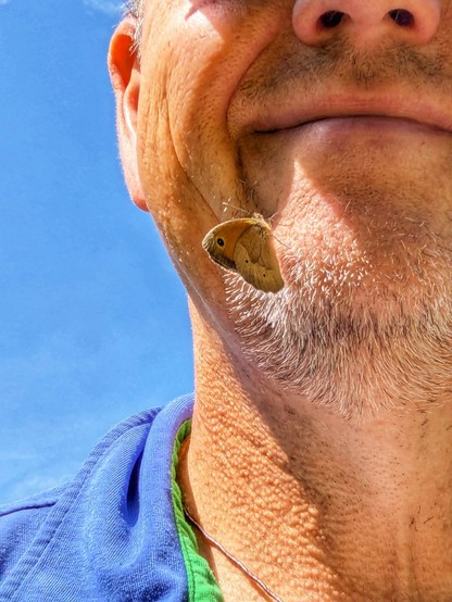 ein Schmetterling mit geschlossenen Flügeln sitzt am bärtigen Kinn