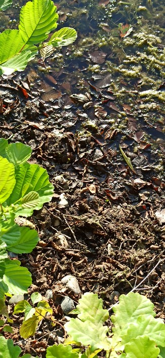 Grüner Frosch auf Uferschlamm und vermodernden Blättern eines Sees