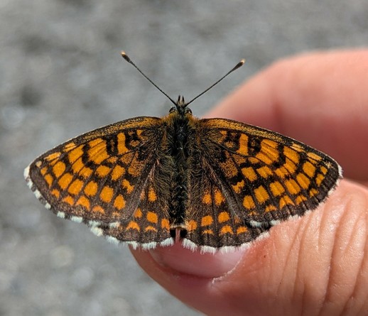 ein Schmetterling sitzt mit komplett geöffneten Flügeln auf einem Daumen