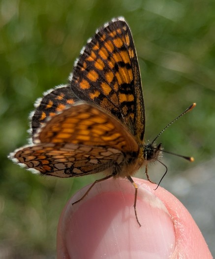 ein Schmetterling sitzt mit halb geöffneten Flügeln auf einem Daumen und die Haken an den Beinen und der Rüssel sind zu sehen