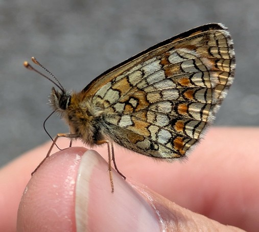 ein Schmetterling sitzt mit geschlossenen Flügeln auf einem Daumen und der Rüssel liegt gebogen auf der Haut