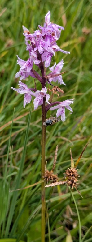 ein Stängel Knabenkraut mit sehr kleinen Blüten. Eine Spinne hat ihre Beute ganz unten eingewickelt und baumeln lassen
