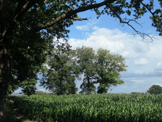 Eine Eiche vor einem Maisfeld. In dem Feld drei weitere.