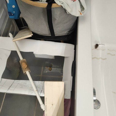 Aufbau einer Kisten-Mausefalle mit angelegten Rampenbrettern in einem Bad, neben der Badewanne. Eine kleine Maus gefangen in der Badewanne.